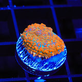 TSA The Juice Rhodactis Mushroom Coral