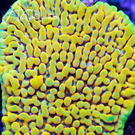 TSA The Minion Montipora Coral
