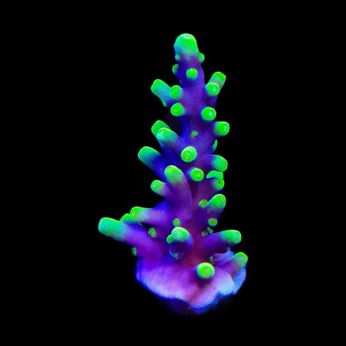 TSA The Riddler Acropora Coral