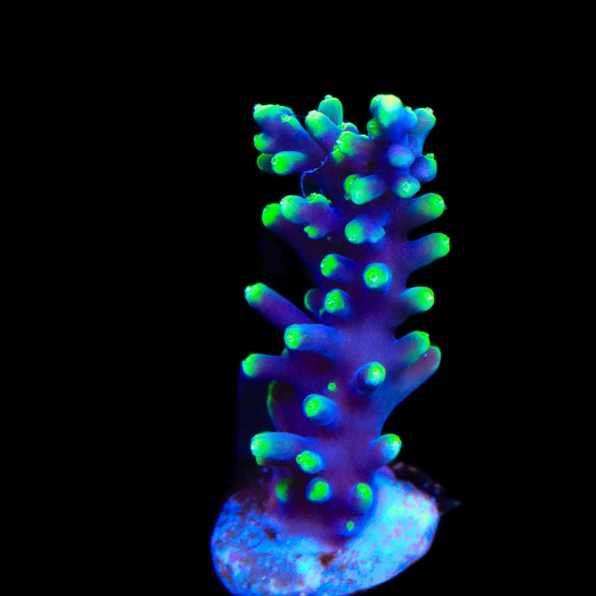 TSA The Riddler Acropora Coral