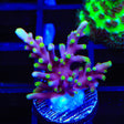 TSA The Riddler Acropora Coral