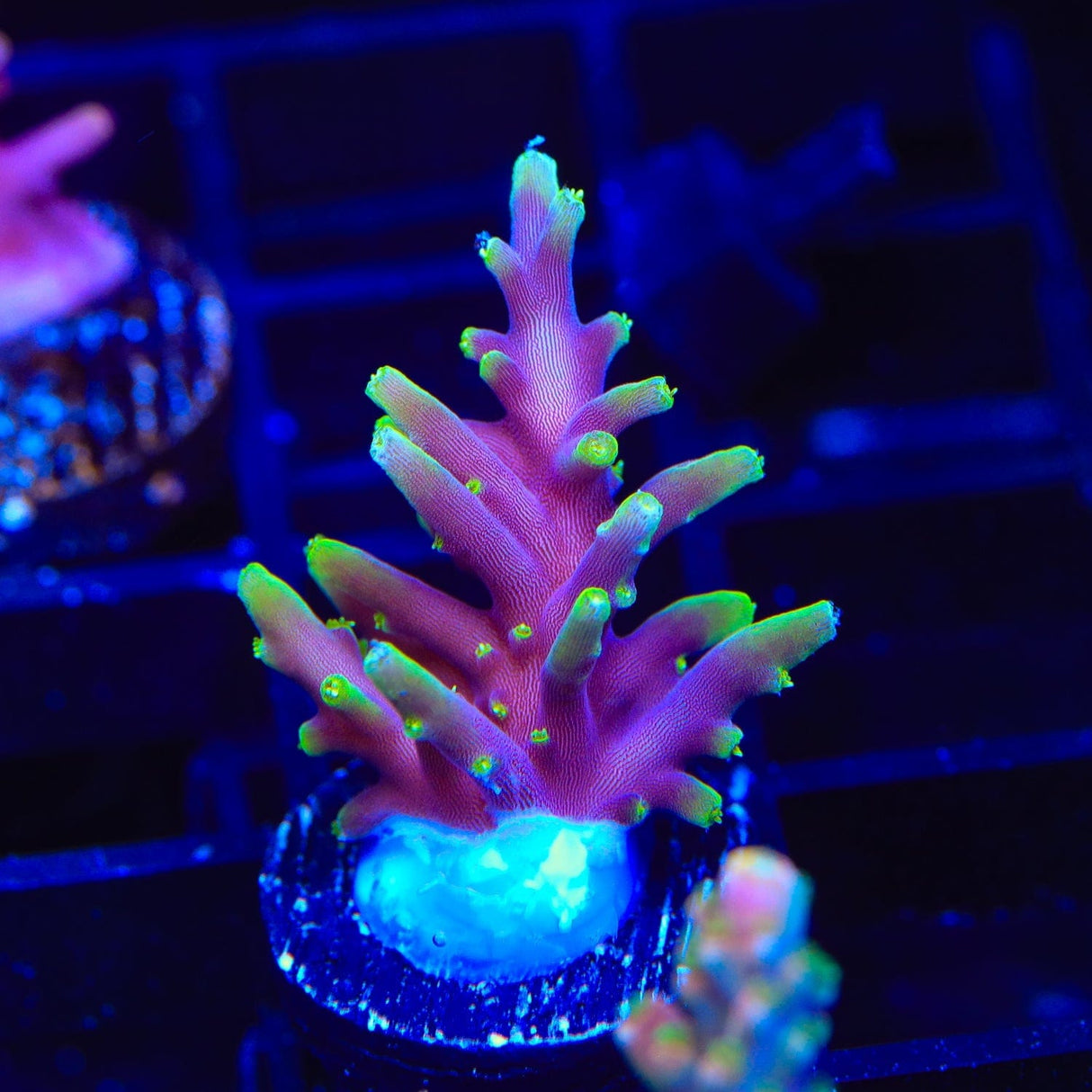 TSA The Riddler Acropora Coral