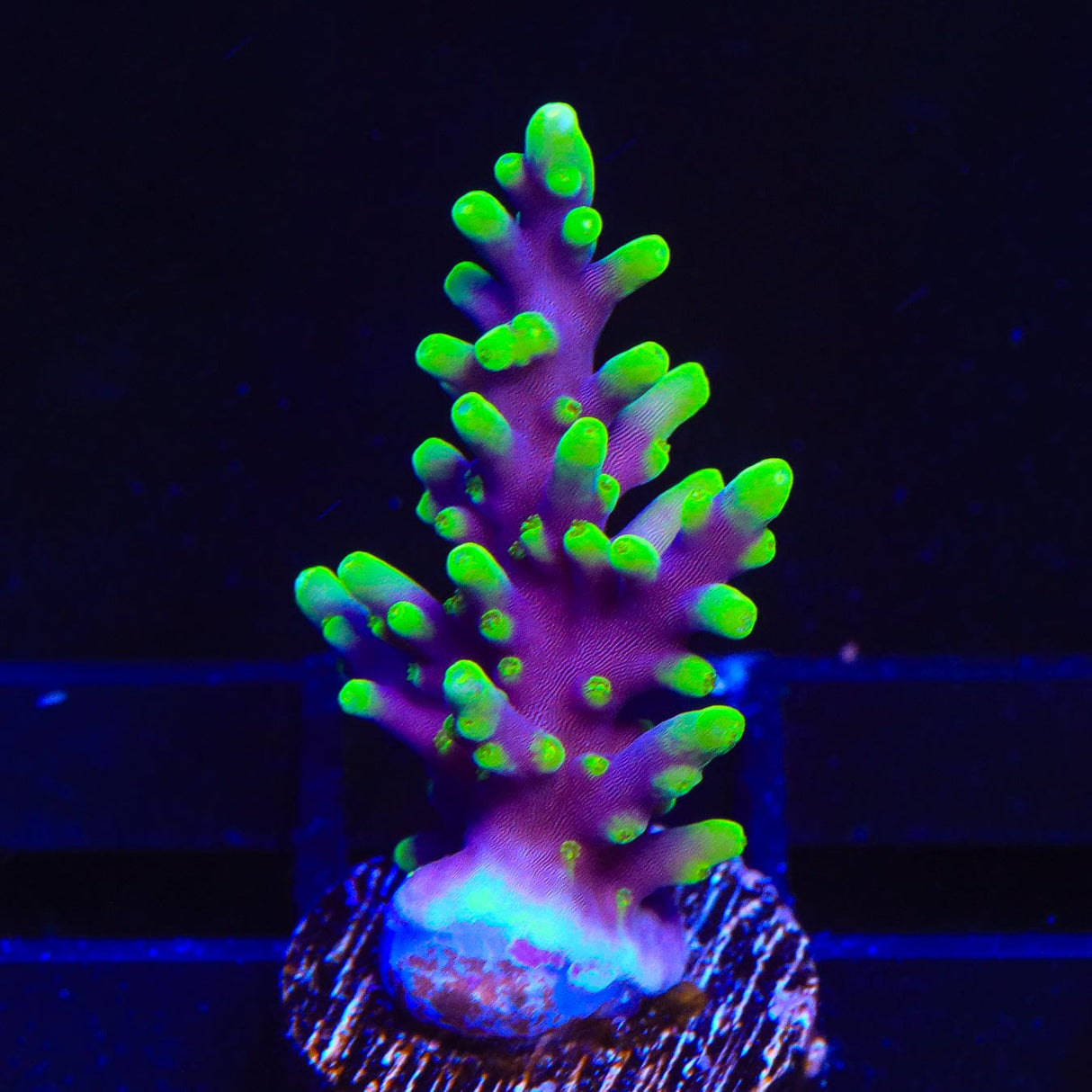 TSA The Riddler Acropora Coral