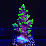 TSA The Riddler Acropora Coral