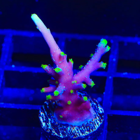 TSA The Riddler Acropora Coral