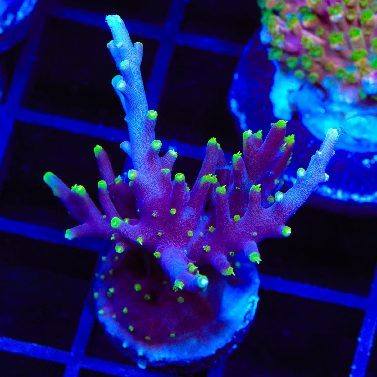 TSA The Riddler Acropora Coral