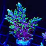 TSA The Riddler Acropora Coral