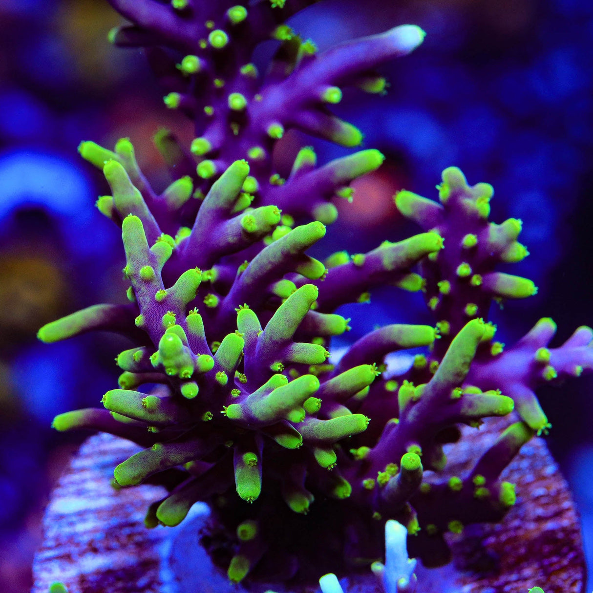 TSA The Riddler Acropora Coral