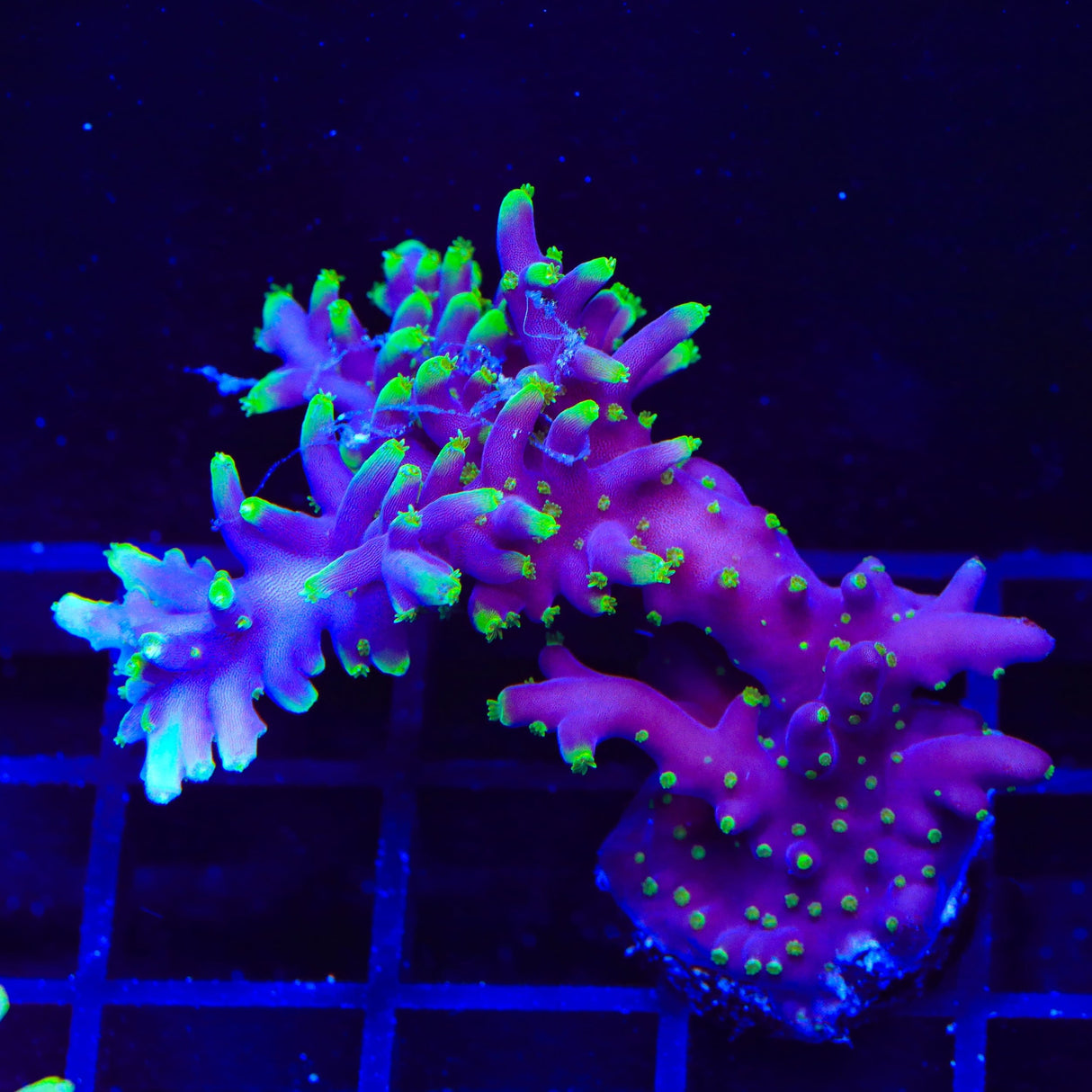 TSA The Riddler Acropora Coral