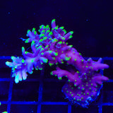 TSA The Riddler Acropora Coral