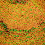 TSA Thornberry Lithophyllon Coral