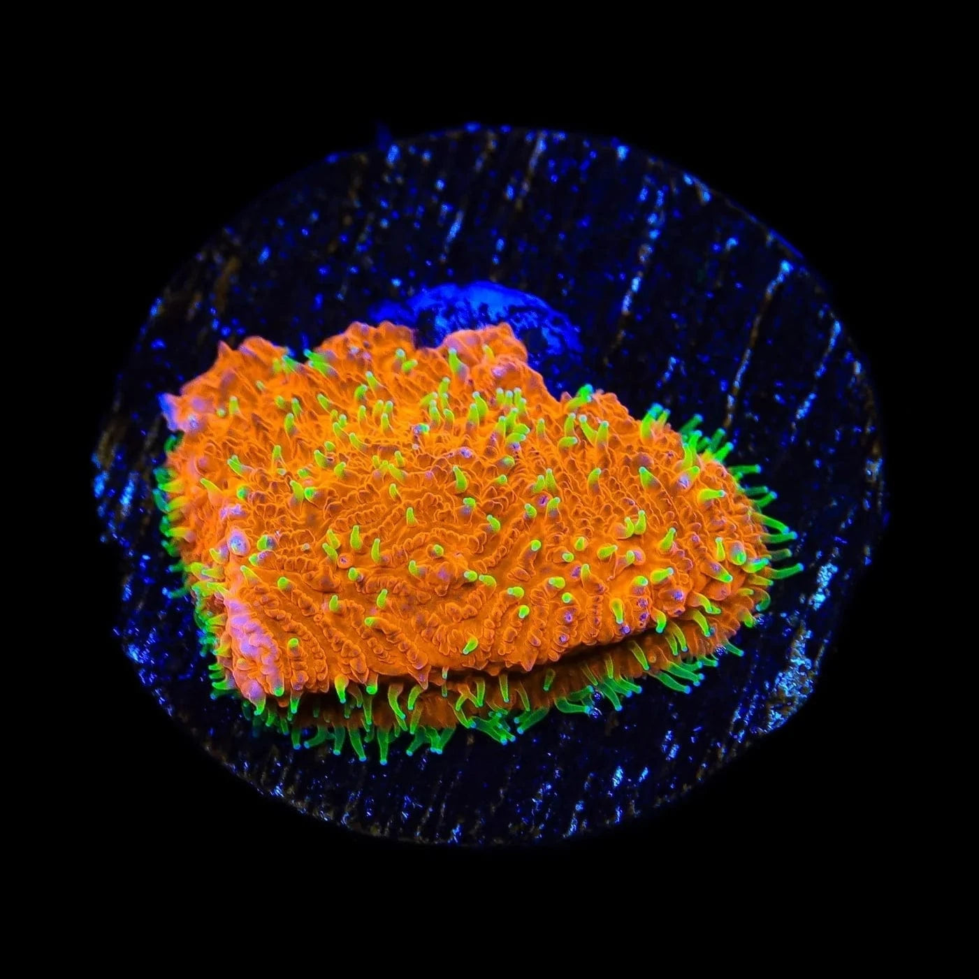 TSA Thornberry Lithophyllon Coral