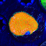 TSA Thornberry Lithophyllon Coral