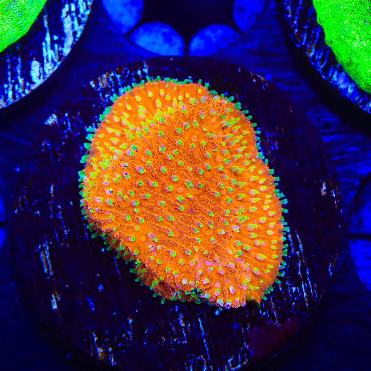 TSA Thornberry Lithophyllon Coral