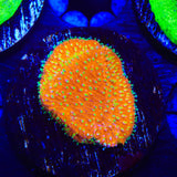 TSA Thornberry Lithophyllon Coral