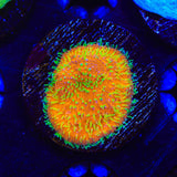 TSA Thornberry Lithophyllon Coral
