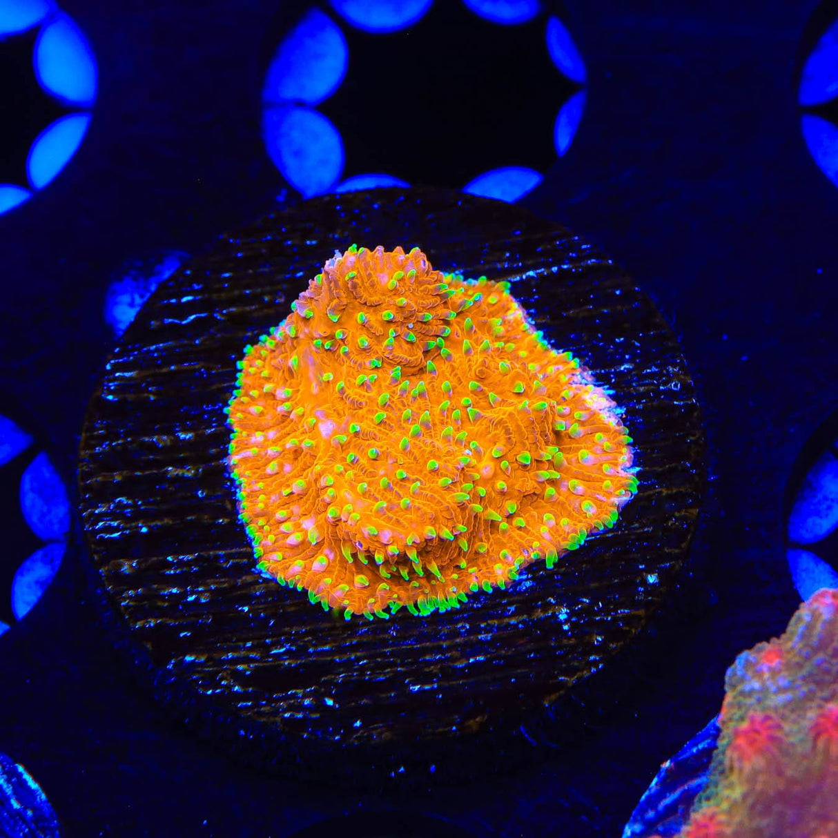 TSA Thornberry Lithophyllon Coral