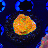 TSA Thornberry Lithophyllon Coral