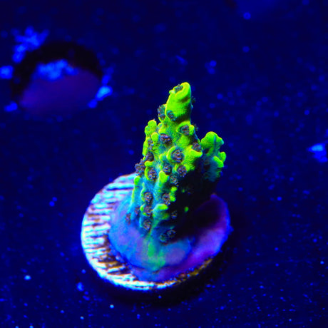 TSA Thunderstruck Acropora Coral