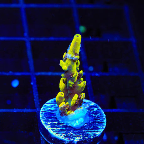 TSA Thunderstruck Acropora Coral
