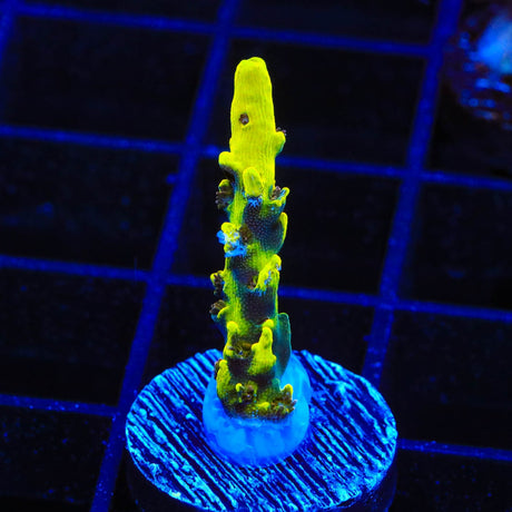 TSA Thunderstruck Acropora Coral