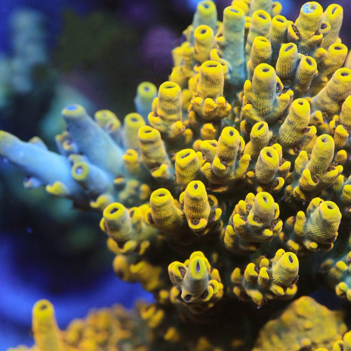TSA Thunderstruck Acropora Coral