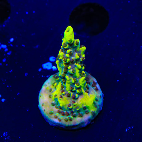 TSA Thunderstruck Acropora Coral