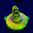 TSA Thunderstruck Acropora Coral