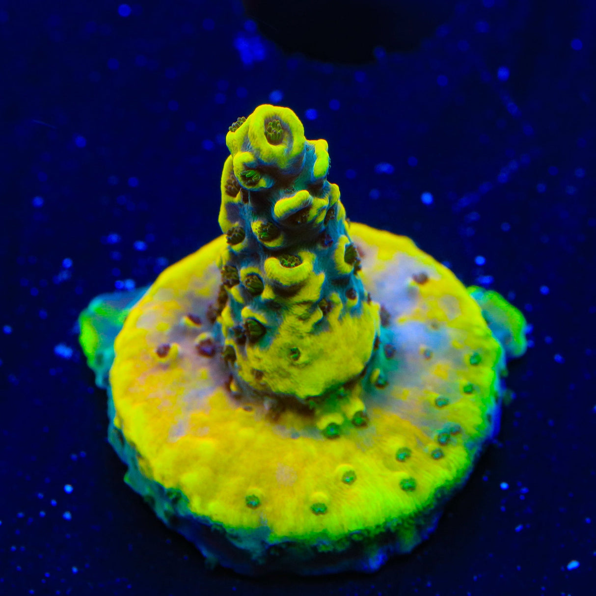 TSA Thunderstruck Acropora Coral