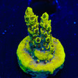 TSA Thunderstruck Acropora Coral