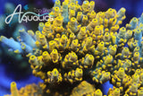 TSA Thunderstruck Acropora Coral
