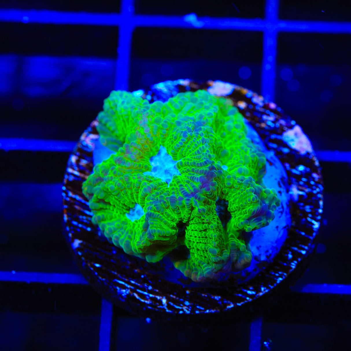 TSA Tide Pool Favia Coral