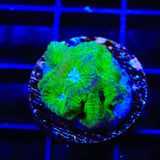 TSA Tide Pool Favia Coral