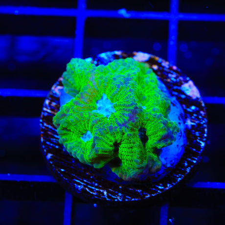 TSA Tide Pool Favia Coral