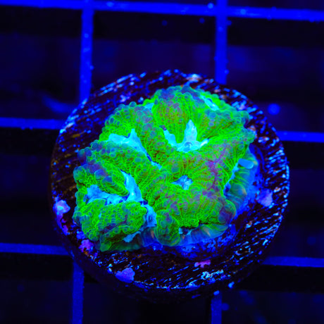 TSA Tide Pool Favia Coral