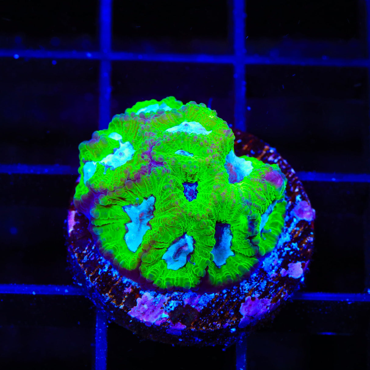 TSA Tide Pool Favia Coral