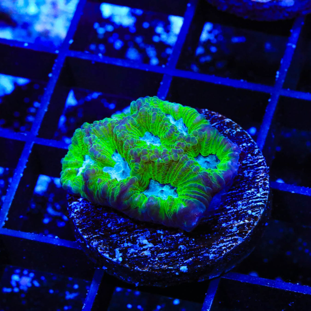 TSA Tide Pool Favia Coral