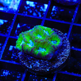 TSA Tide Pool Favia Coral