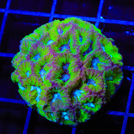 TSA Tide Pool Favia XL Frag Coral