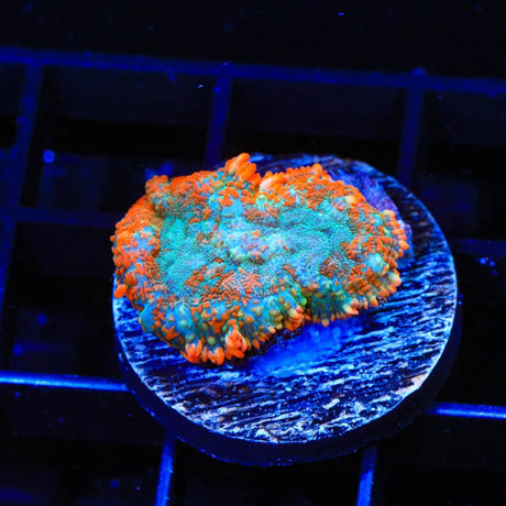 TSA Tide Pool Rhodactis Mushroom Coral