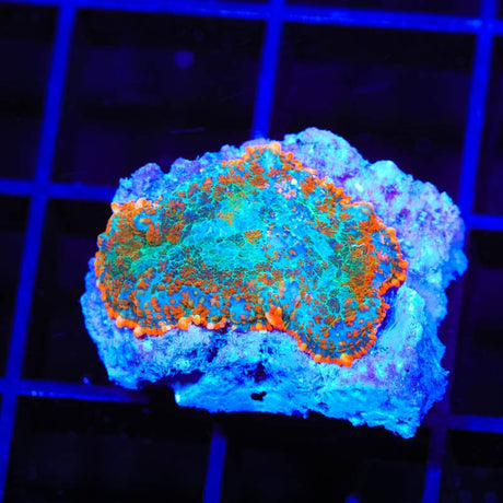 TSA Tide Pool Rhodactis Mushroom Coral
