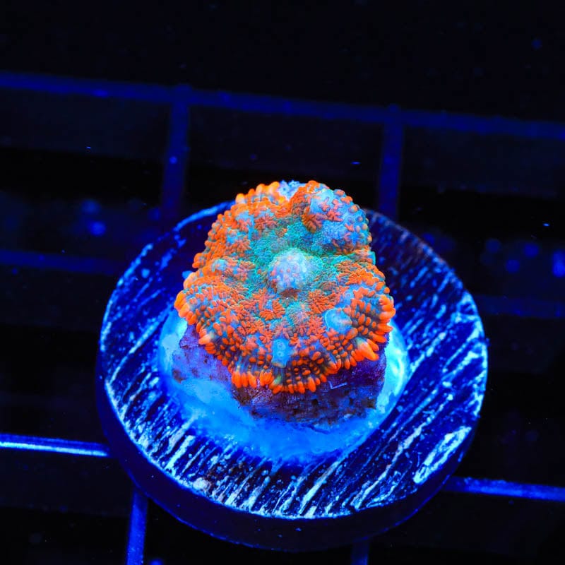 TSA Tide Pool Rhodactis Mushroom Coral