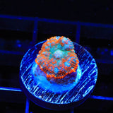 TSA Tide Pool Rhodactis Mushroom Coral