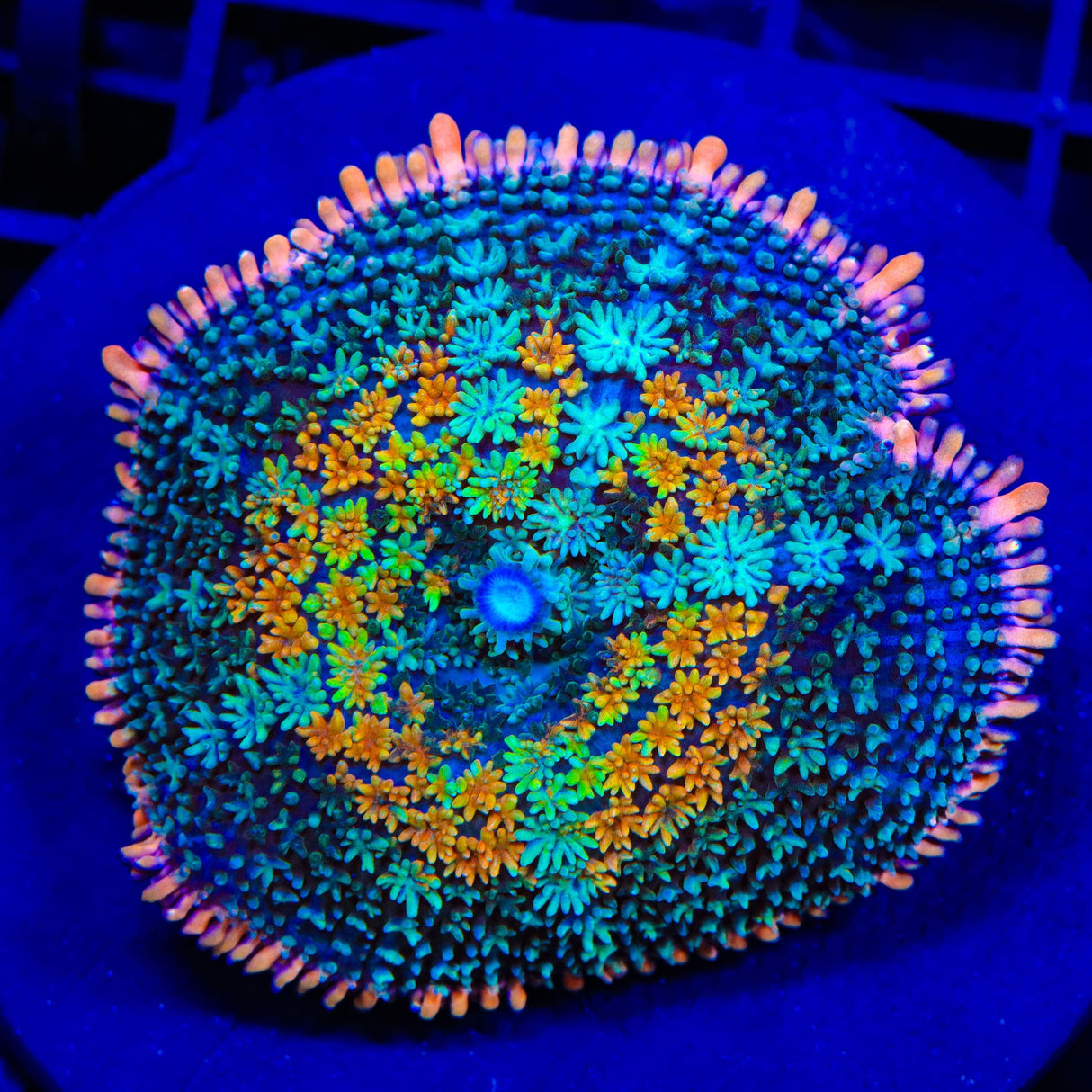 TSA Tie Dye Mushroom Coral