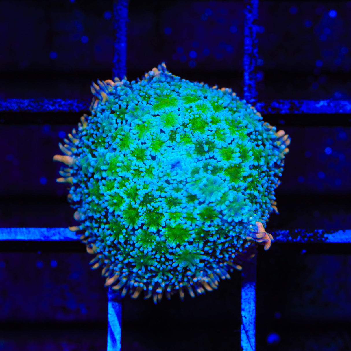 TSA Tie Dye Mushroom Coral