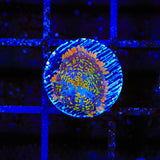 TSA Tie Dye Rhodactis Mushroom Coral