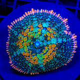 TSA Tie Dye Rhodactis Mushroom Coral