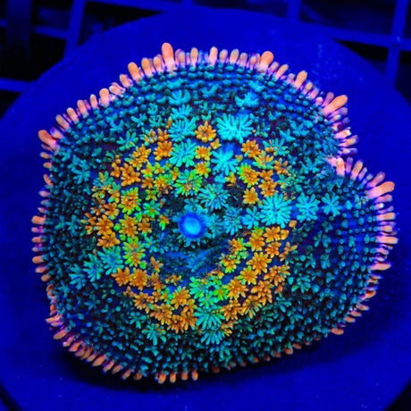 TSA Tie Dye Rhodactis Mushroom Coral