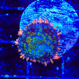 TSA Tie Dye Rhodactis Mushroom Coral