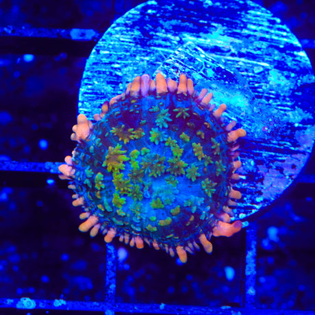 TSA Tie Dye Rhodactis Mushroom Coral